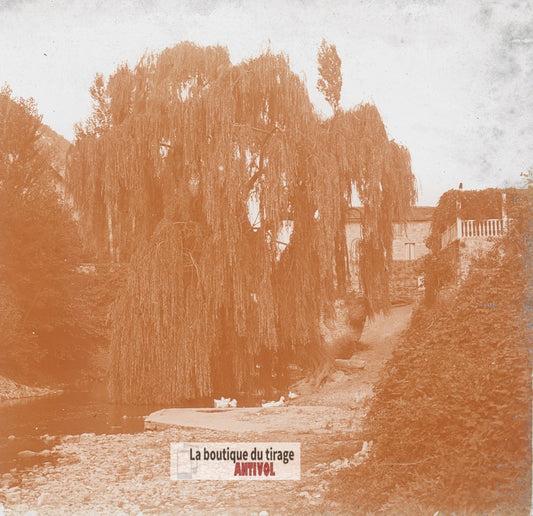Saule pleureur, ruisseau, canards, plaque verre photo ancienne stéréo 6x13 cm