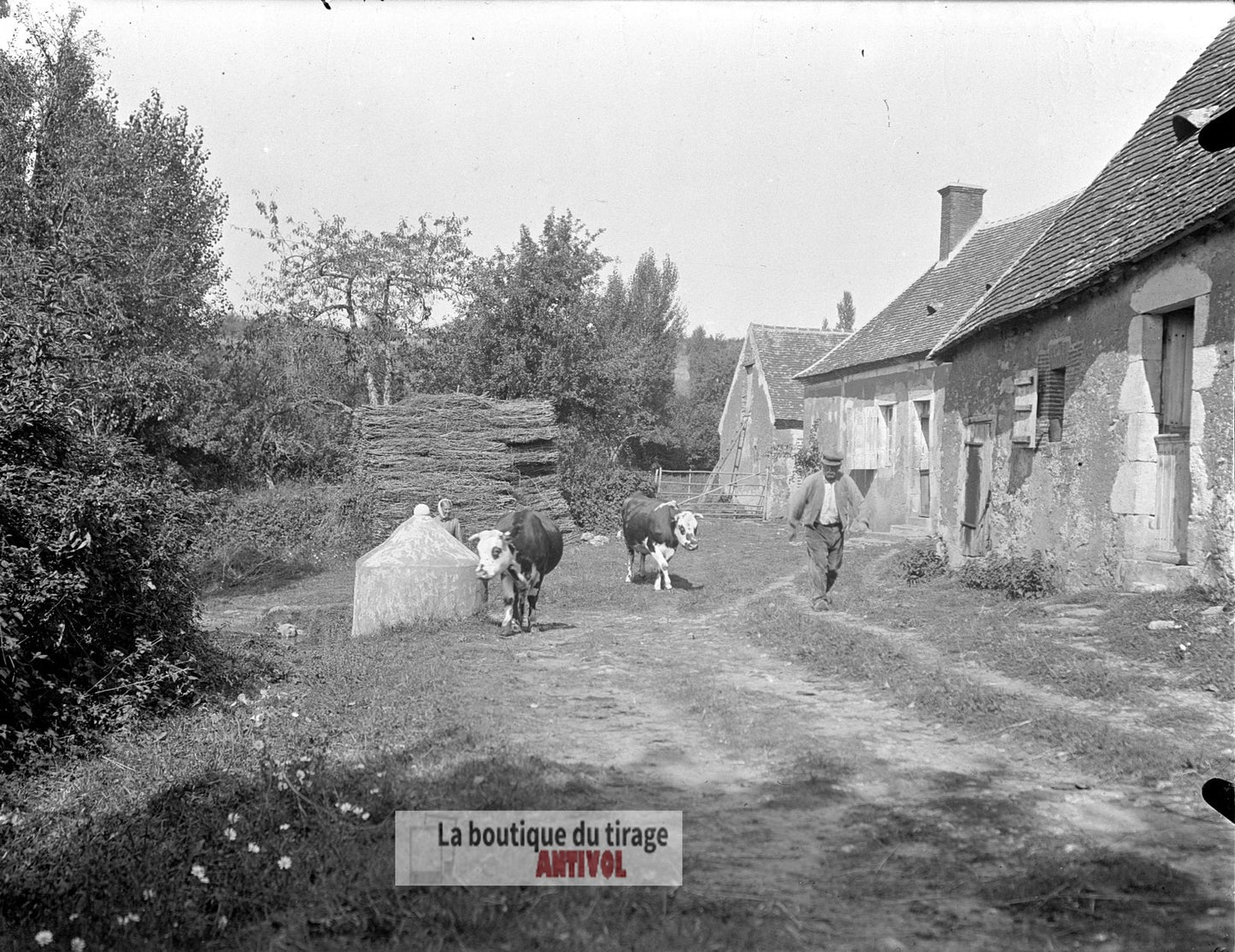 Ferme, campagne, vaches, plaque verre, photo ancienne, négatif 9x12 cm