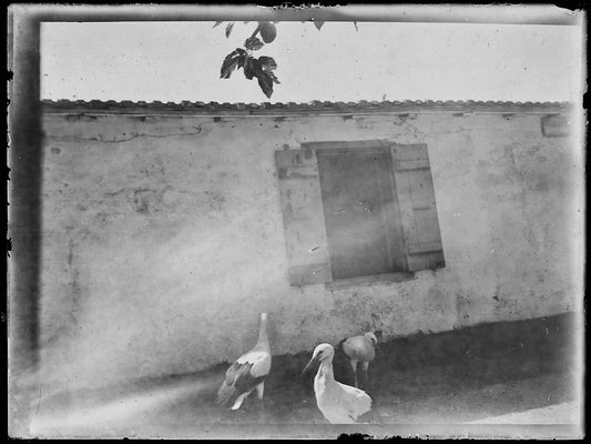 Plaque verre photo ancienne noir et blanc négatif 9x12 cm oiseaux maison cigogne