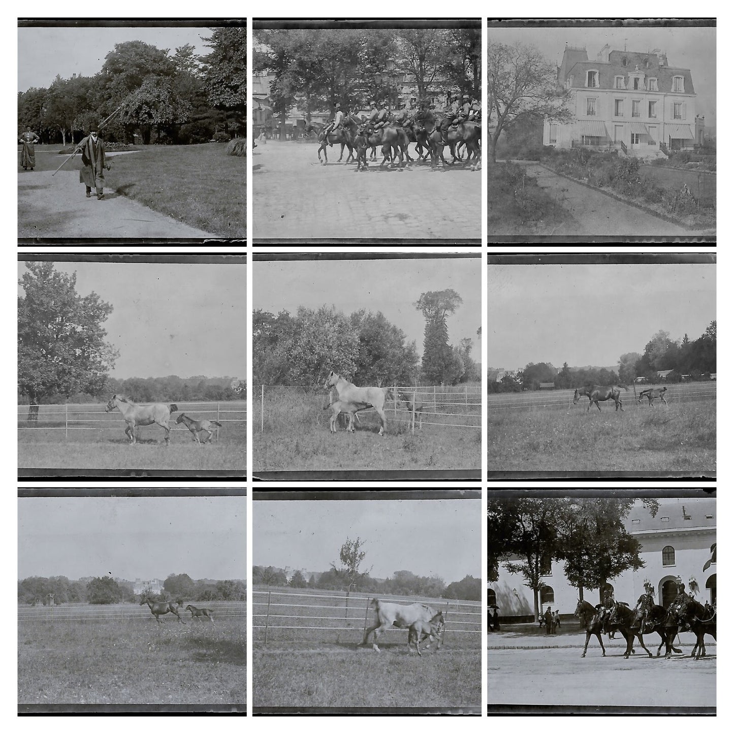 France Bailly, Renard, poulain, photos plaque de verre, lot de 9 négatifs 4x6 cm