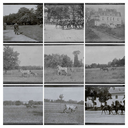 France Bailly, Renard, poulain, photos plaque de verre, lot de 9 négatifs 4x6 cm