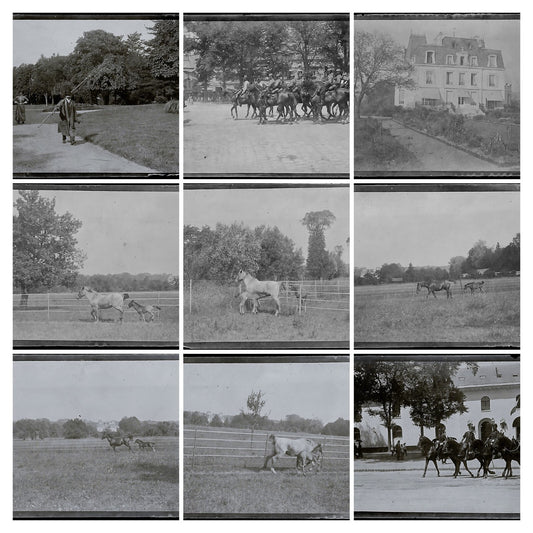 France Bailly, Renard, poulain, photos plaque de verre, lot de 9 négatifs 4x6 cm