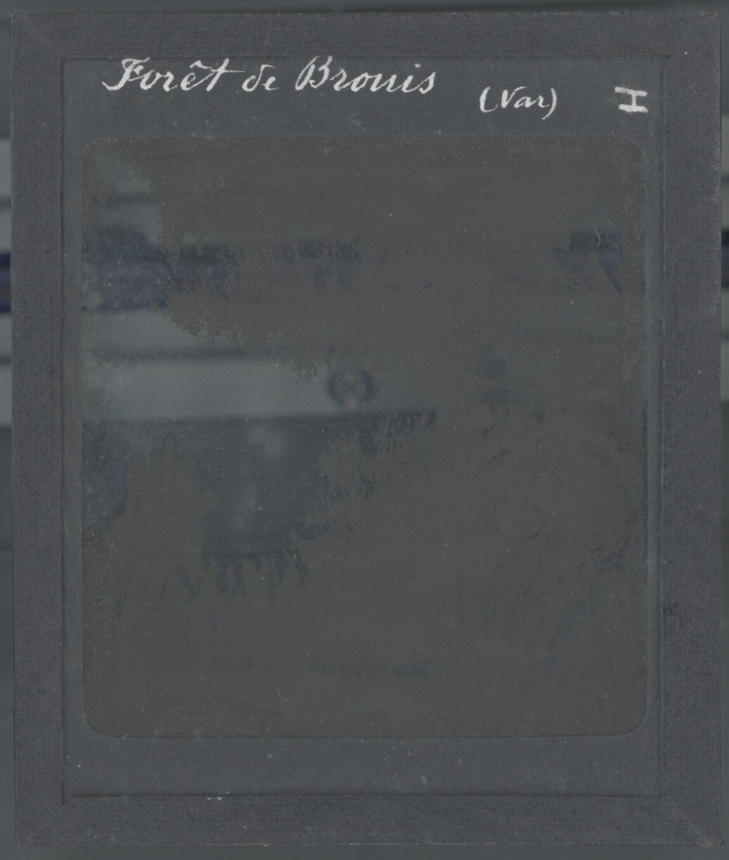 Forêt du Brouis, Var, photo ancienne plaque de verre, positif 8,5x10 cm
