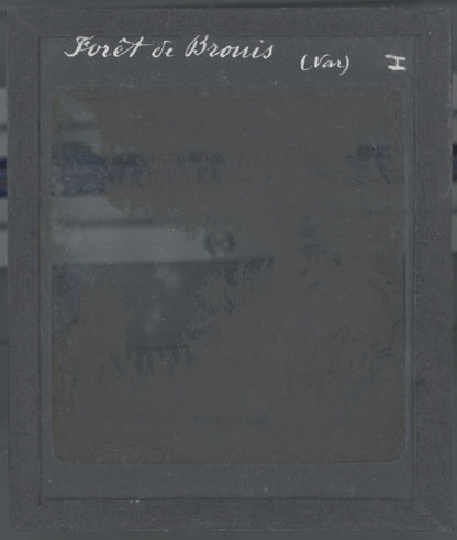 Forêt du Brouis, Var, photo ancienne plaque de verre, positif 8,5x10 cm