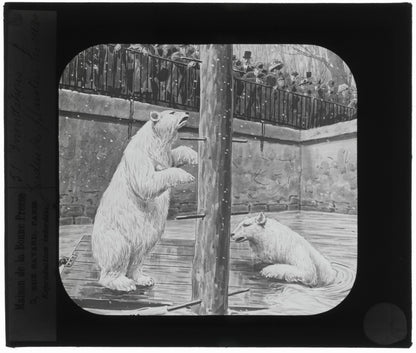 Jardin des plantes, inondations Paris, dessin plaque verre, positif 8,5x10 cm