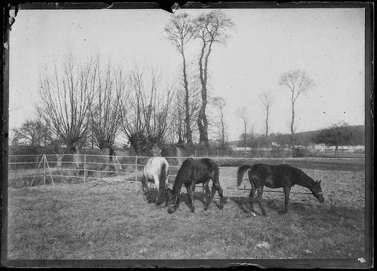 Plaque verre photo ancienne négatif noir et blanc 6x9 cm chevaux glass plate - La Boutique Du Tirage 