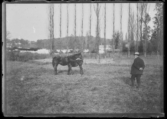 Plaque verre photo ancienne négatif noir et blanc 6x9 cm chevaux glass plate - La Boutique Du Tirage 