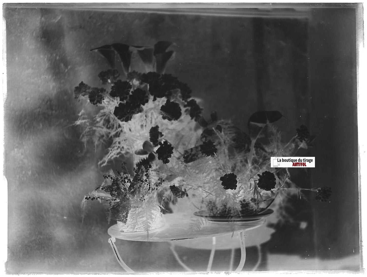 Bouquet de fleurs, Plaque verre photo ancienne, négatif noir & blanc 9x12 cm