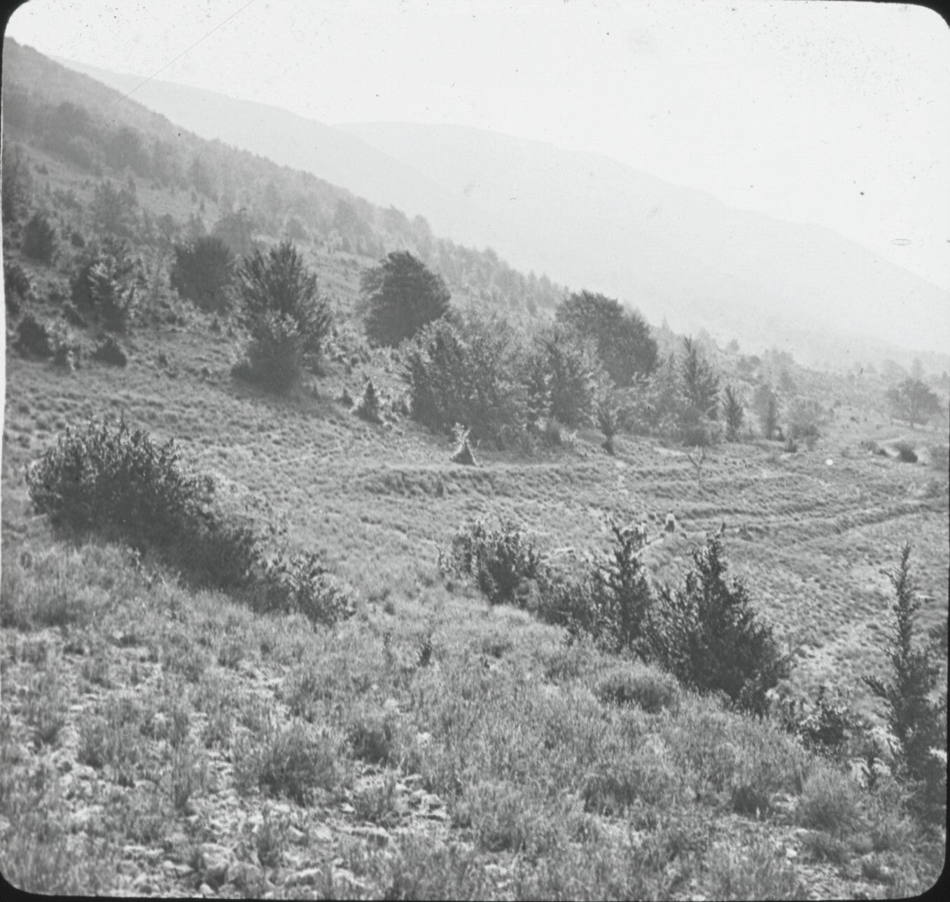 Montagne Grand Margès, Var, photo ancienne plaque de verre, positif 8,5x10 cm