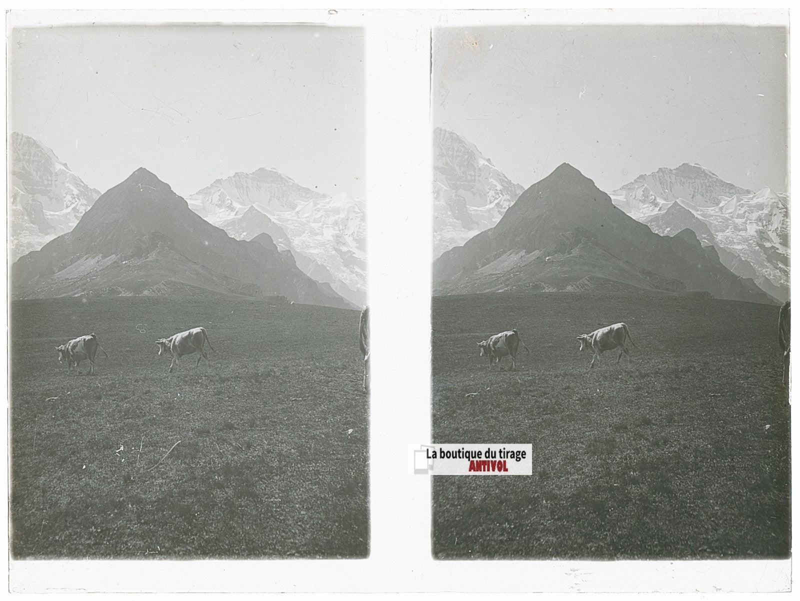 Vaches, Alpes Suisse, stéréo photo plaque verre, noir & blanc, 9x12 cm