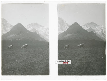 Vaches, Alpes Suisse, stéréo photo plaque verre, noir & blanc, 9x12 cm