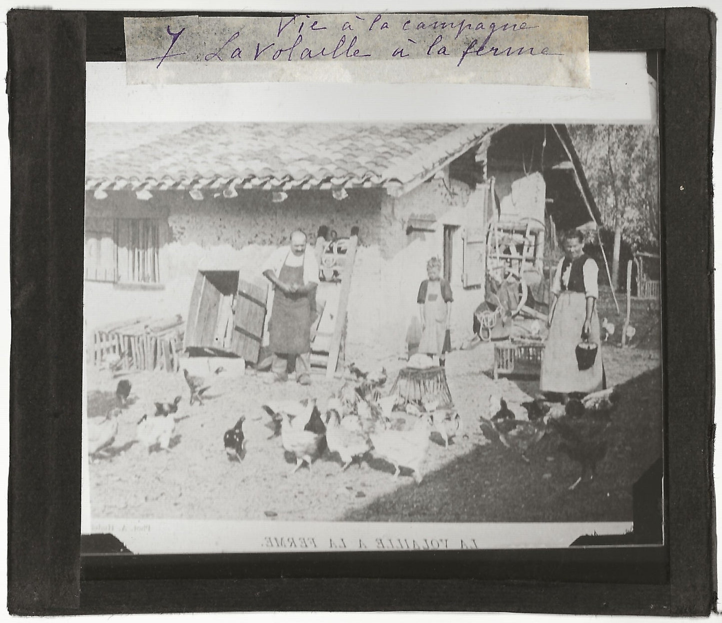 Volaille à la ferme, campagne, photo ancienne plaque de verre, positif 8,5x10 cm