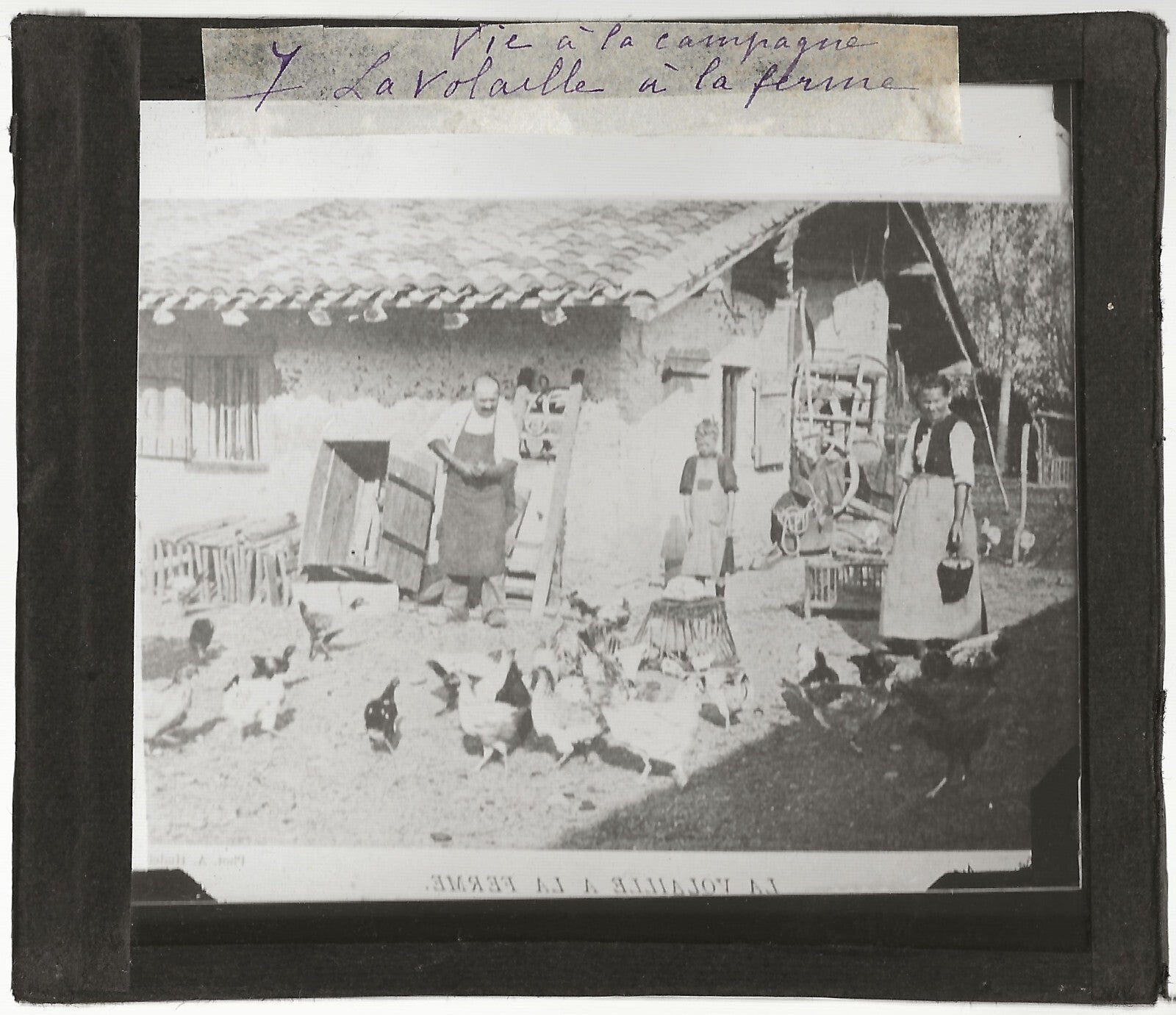 Volaille à la ferme, campagne, photo ancienne plaque de verre, positif 8,5x10 cm