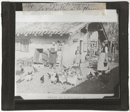Volaille à la ferme, campagne, photo ancienne plaque de verre, positif 8,5x10 cm