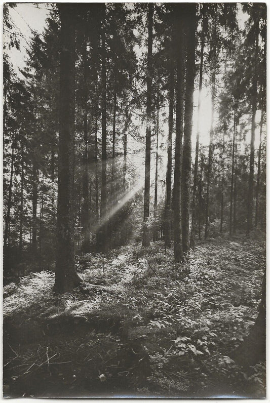 Gérardmer, forêt, bois, photo ancienne noir & blanc, tirage papier 10x15 cm