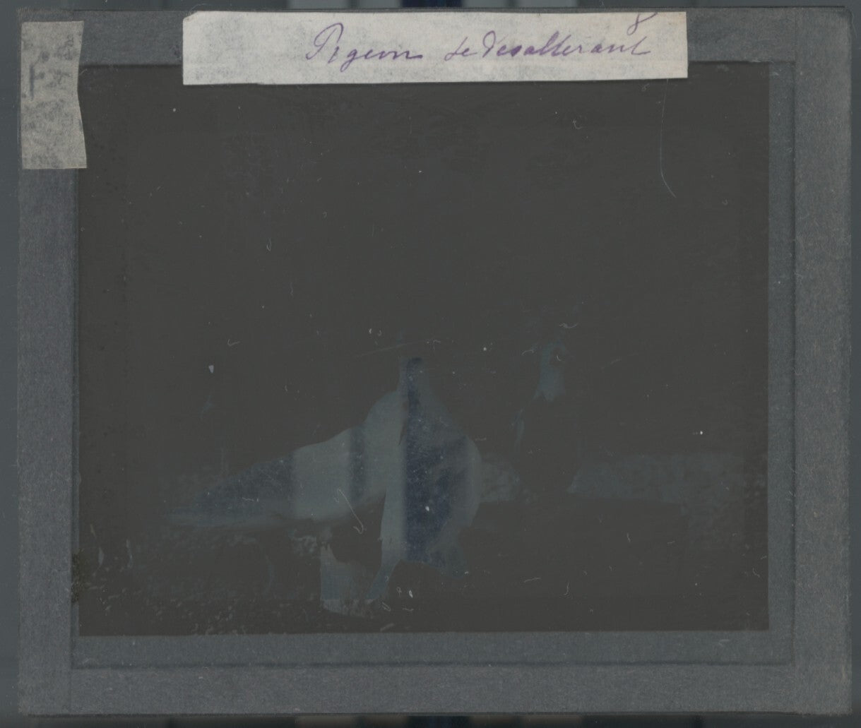 Pigeons, oiseaux, animaux, photo plaque verre, noir & blanc, positif 8,5x10 cm