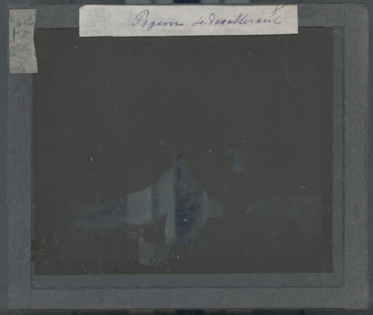 Pigeons, oiseaux, animaux, photo plaque verre, noir & blanc, positif 8,5x10 cm