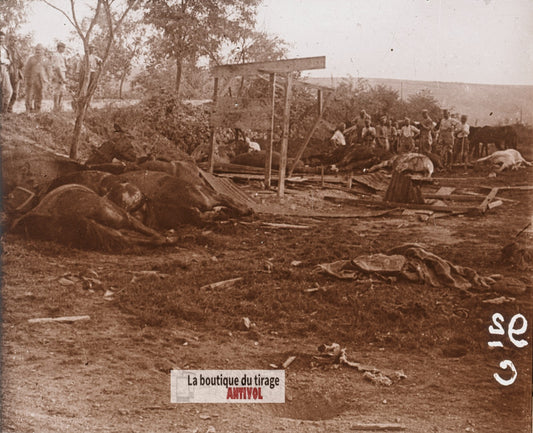 Chevaux tués, bombe d’avion, guerre WW1, plaque verre stéréo, photo 4,5x10,7 cm