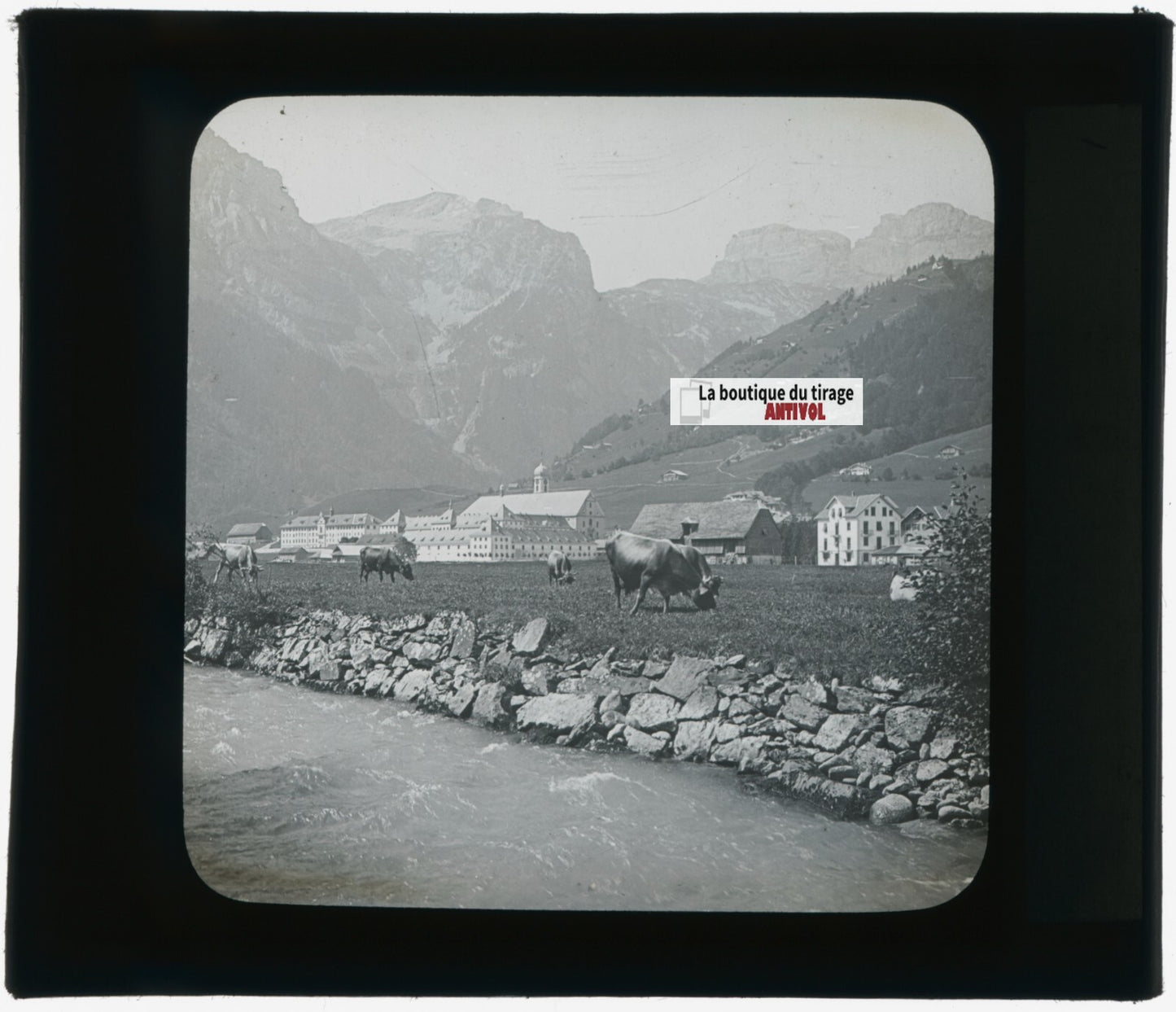 Vaches, Engelberg, Suisse, photo plaque verre, noir & blanc, positif 8,5x10 cm