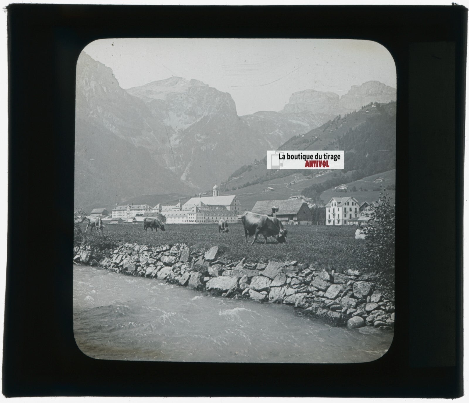 Vaches, Engelberg, Suisse, photo plaque verre, noir & blanc, positif 8,5x10 cm