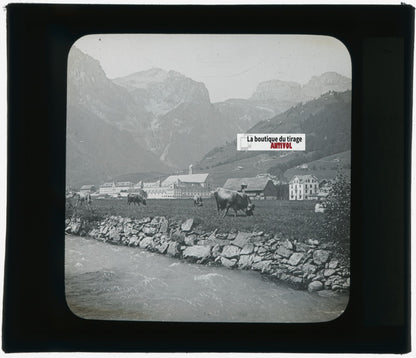 Vaches, Engelberg, Suisse, photo plaque verre, noir & blanc, positif 8,5x10 cm