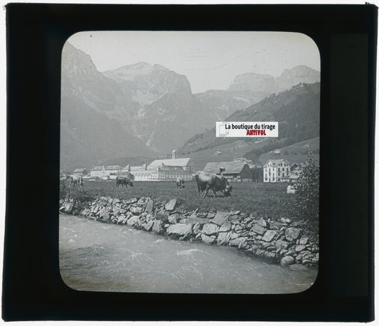 Vaches, Engelberg, Suisse, photo plaque verre, noir & blanc, positif 8,5x10 cm