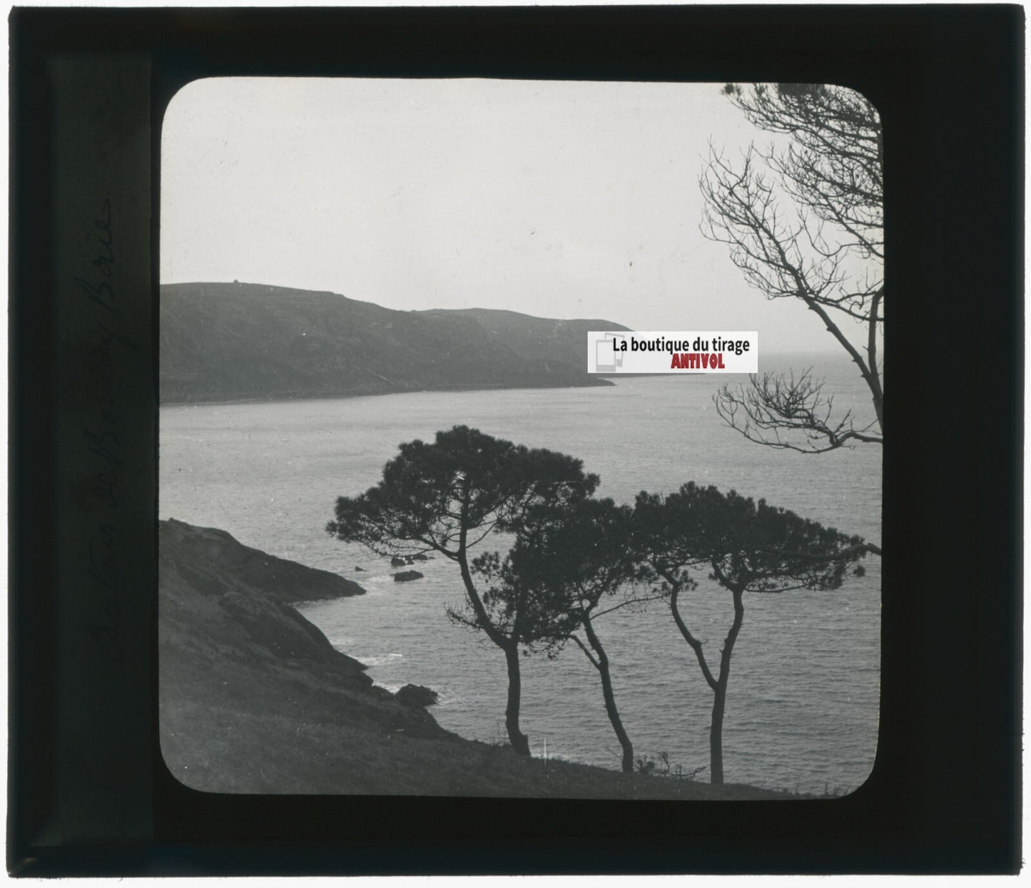 Paysage, mer, pins, nature, photo ancienne plaque de verre, positif 8,5x10 cm