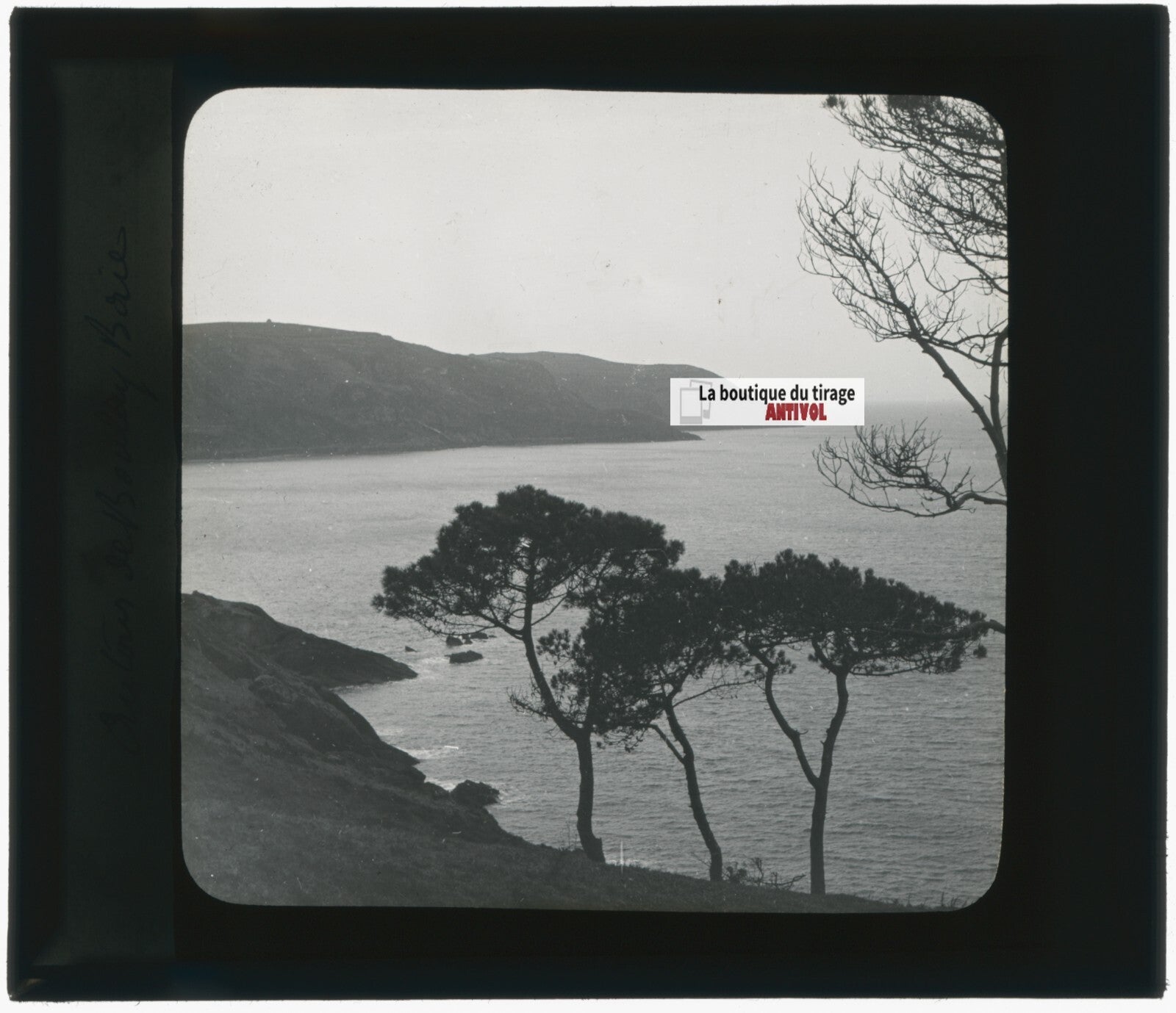 Paysage, mer, pins, nature, photo ancienne plaque de verre, positif 8,5x10 cm