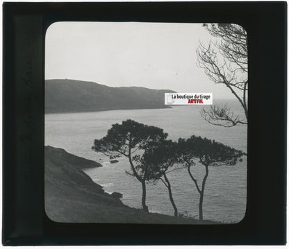 Paysage, mer, pins, nature, photo ancienne plaque de verre, positif 8,5x10 cm