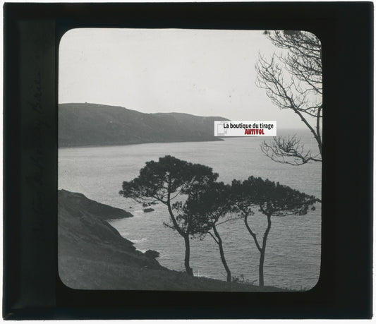 Paysage, mer, pins, nature, photo ancienne plaque de verre, positif 8,5x10 cm