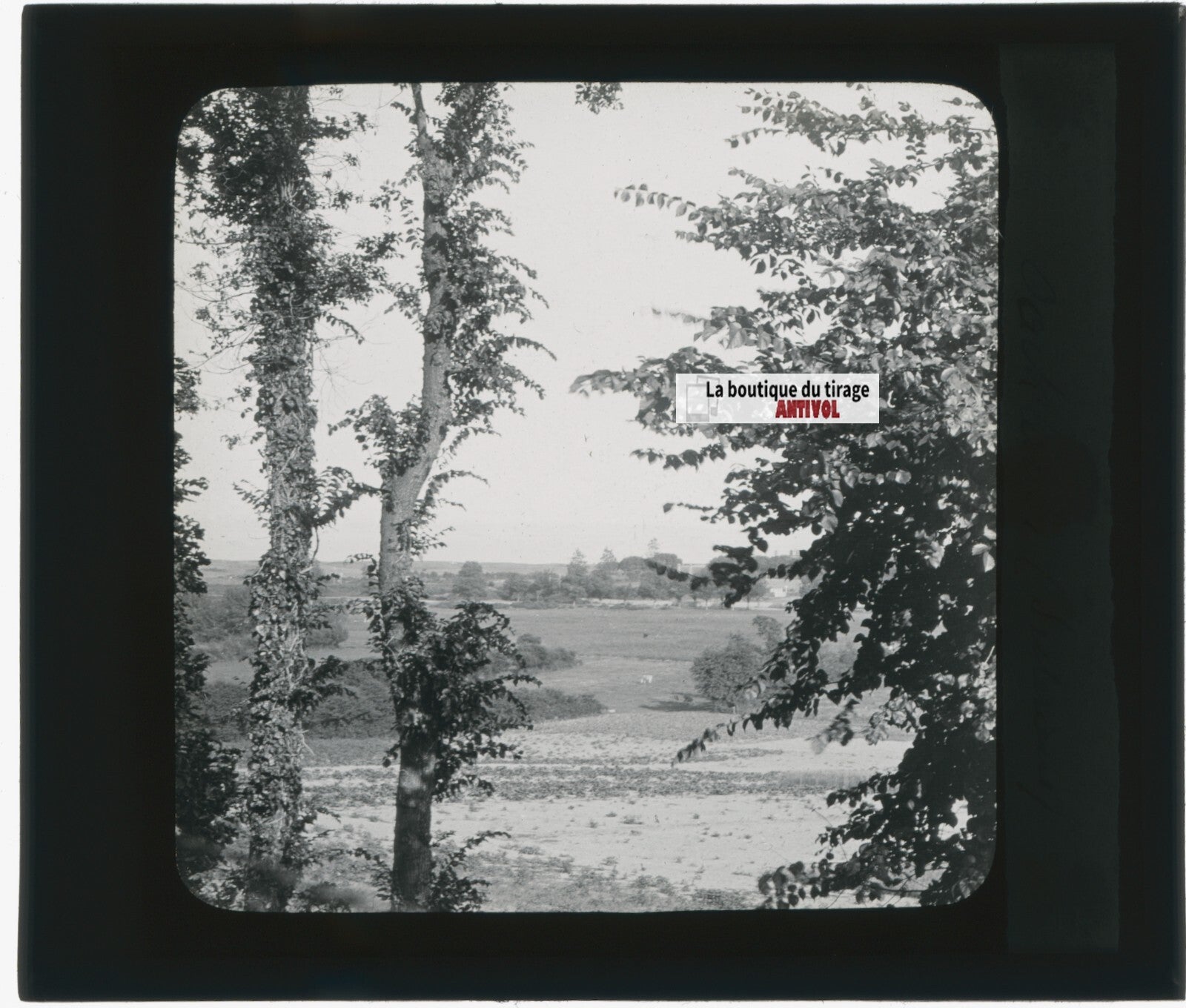 Paysage, campagne, nature, photo ancienne plaque de verre, positif 8,5x10 cm