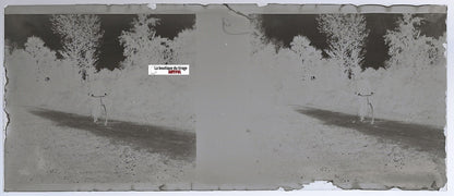 Vélo, route, Plaque verre photo stéréoscopique, négatif noir & blanc 4,5x10,7 cm