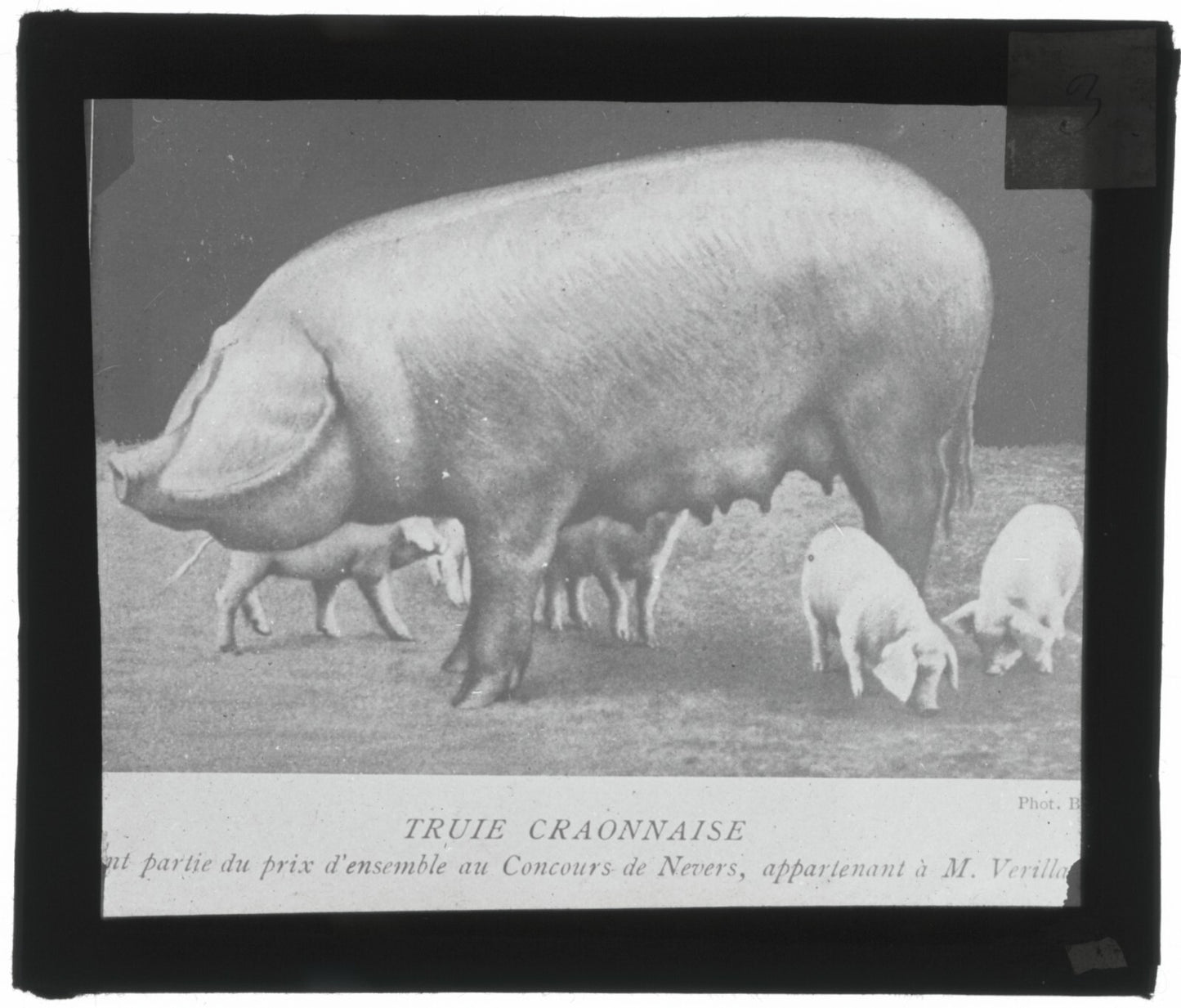 Truie Craonnaise, porcelet, photo ancienne plaque de verre, positif 8,5x10 cm