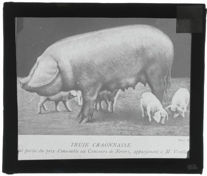 Truie Craonnaise, porcelet, photo ancienne plaque de verre, positif 8,5x10 cm