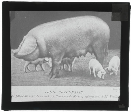 Truie Craonnaise, porcelet, photo ancienne plaque de verre, positif 8,5x10 cm