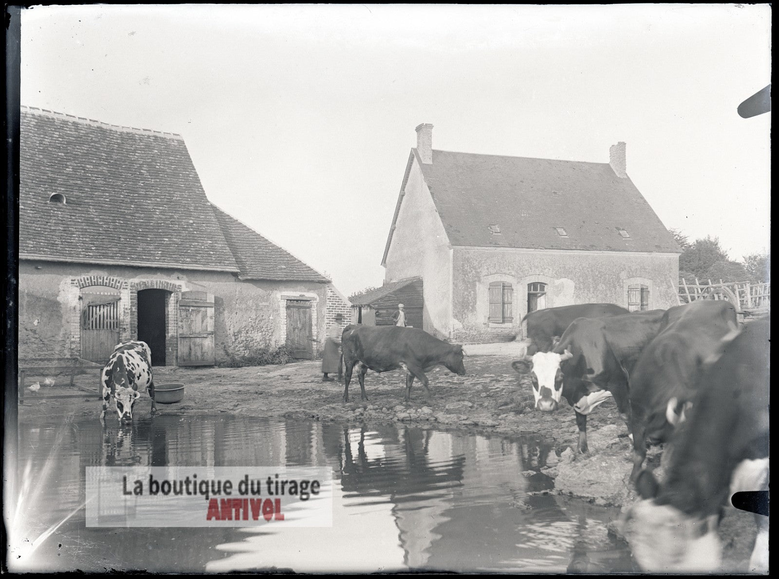 Cour de ferme, vaches, plaque verre, photo ancienne, négatif 9x12 cm