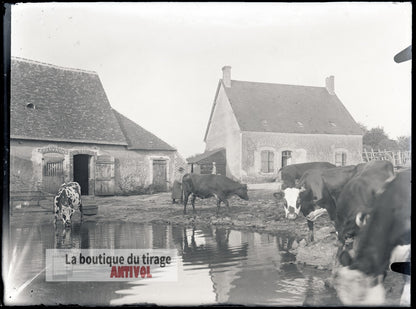 Cour de ferme, vaches, plaque verre, photo ancienne, négatif 9x12 cm