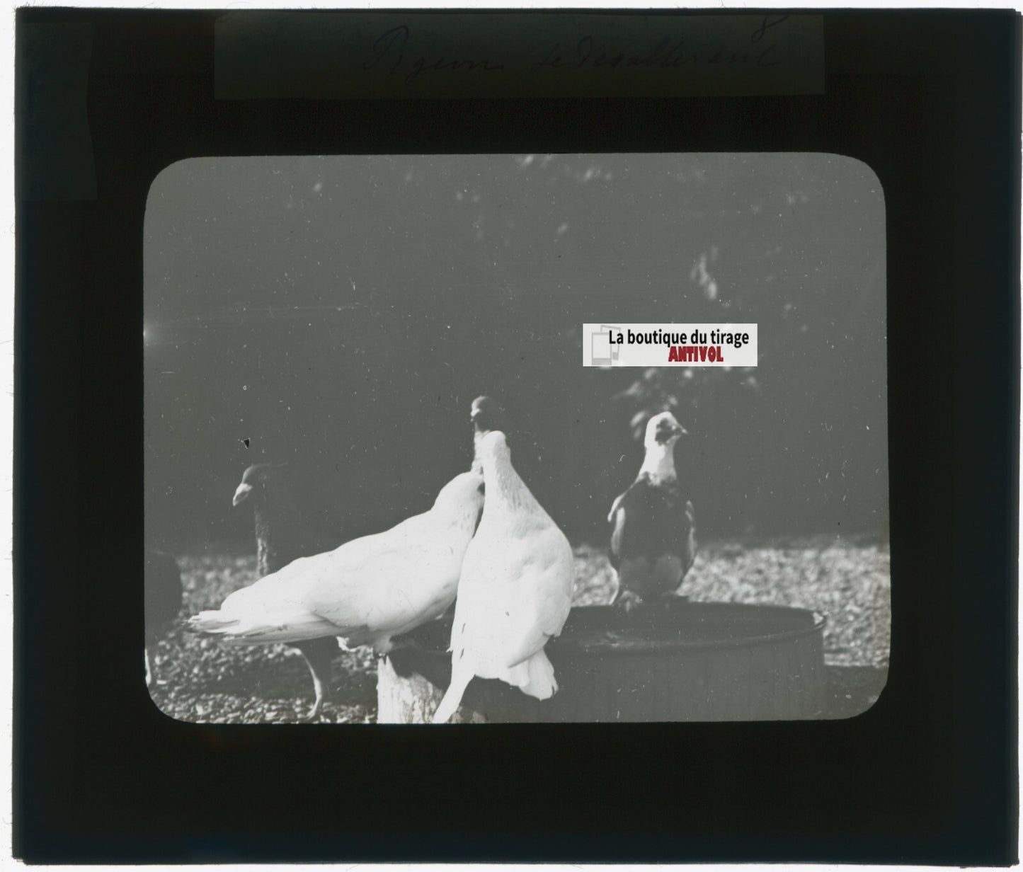 Pigeons, oiseaux, animaux, photo plaque verre, noir & blanc, positif 8,5x10 cm