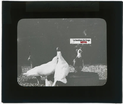 Pigeons, oiseaux, animaux, photo plaque verre, noir & blanc, positif 8,5x10 cm