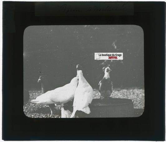 Pigeons, oiseaux, animaux, photo plaque verre, noir & blanc, positif 8,5x10 cm