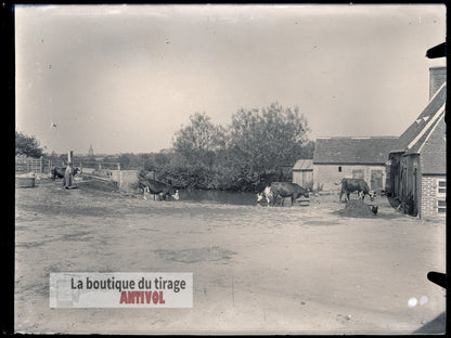 Cour de ferme, vaches, plaque verre, photo ancienne, négatif 9x12 cm