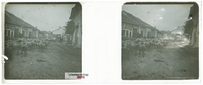 Troupeau de moutons, village, plaque verre stéréo, photo ancienne 4,5x10,7 cm