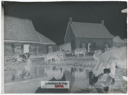 Ferme, campagne, vaches, plaque verre, photo ancienne, négatif 9x12 cm