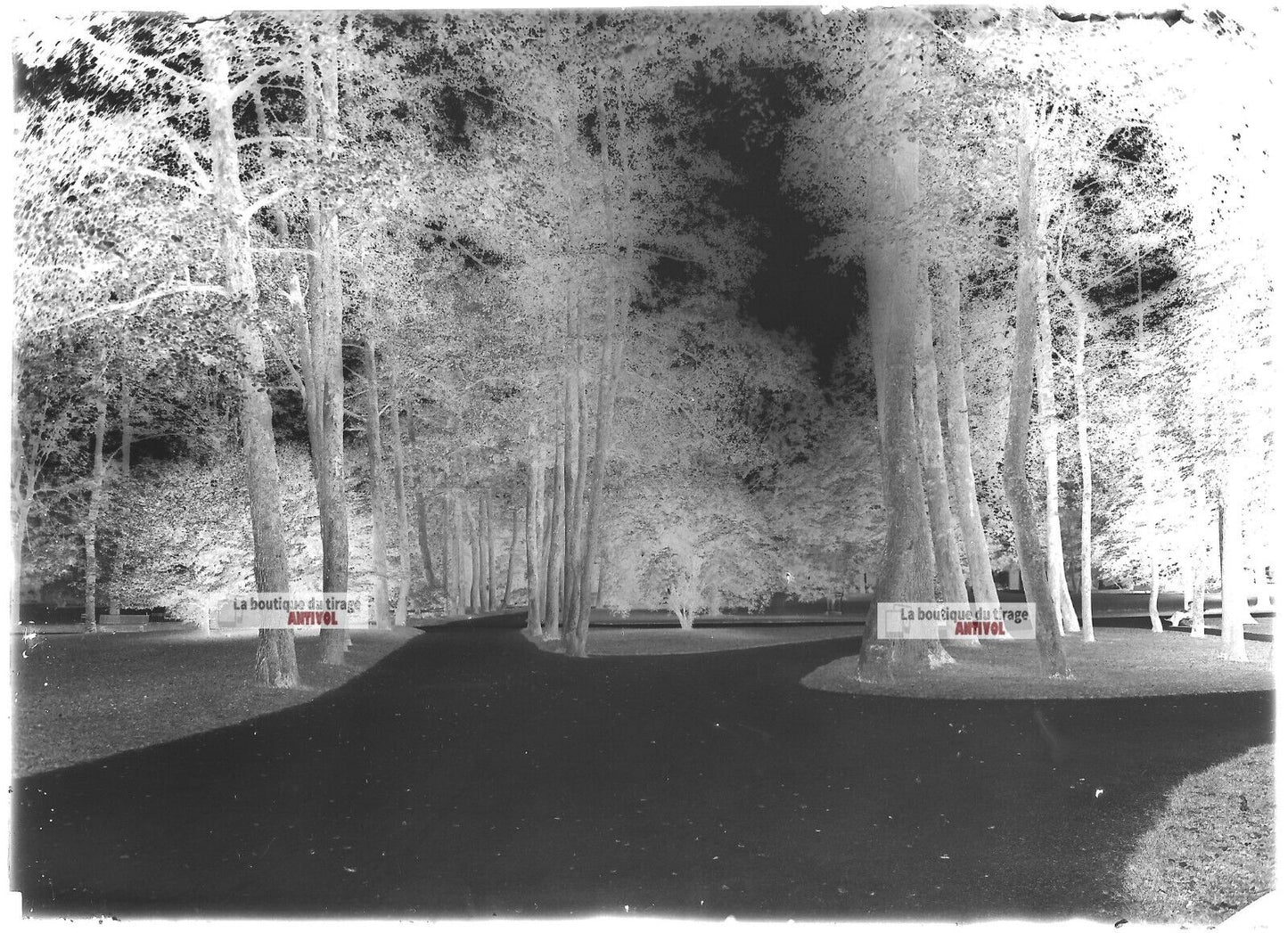 Plaque verre photo ancienne négatif noir et blanc 13x18 cm Vittel parc public