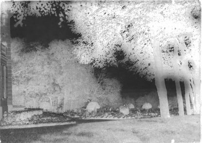 Plaque verre photo ancienne négatif 13x18 cm paysage arbres, château parc
