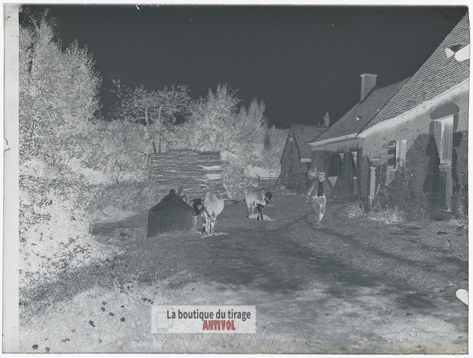 Ferme, campagne, vaches, plaque verre, photo ancienne, négatif 9x12 cm