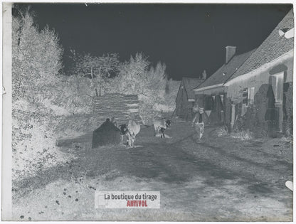 Ferme, campagne, vaches, plaque verre, photo ancienne, négatif 9x12 cm