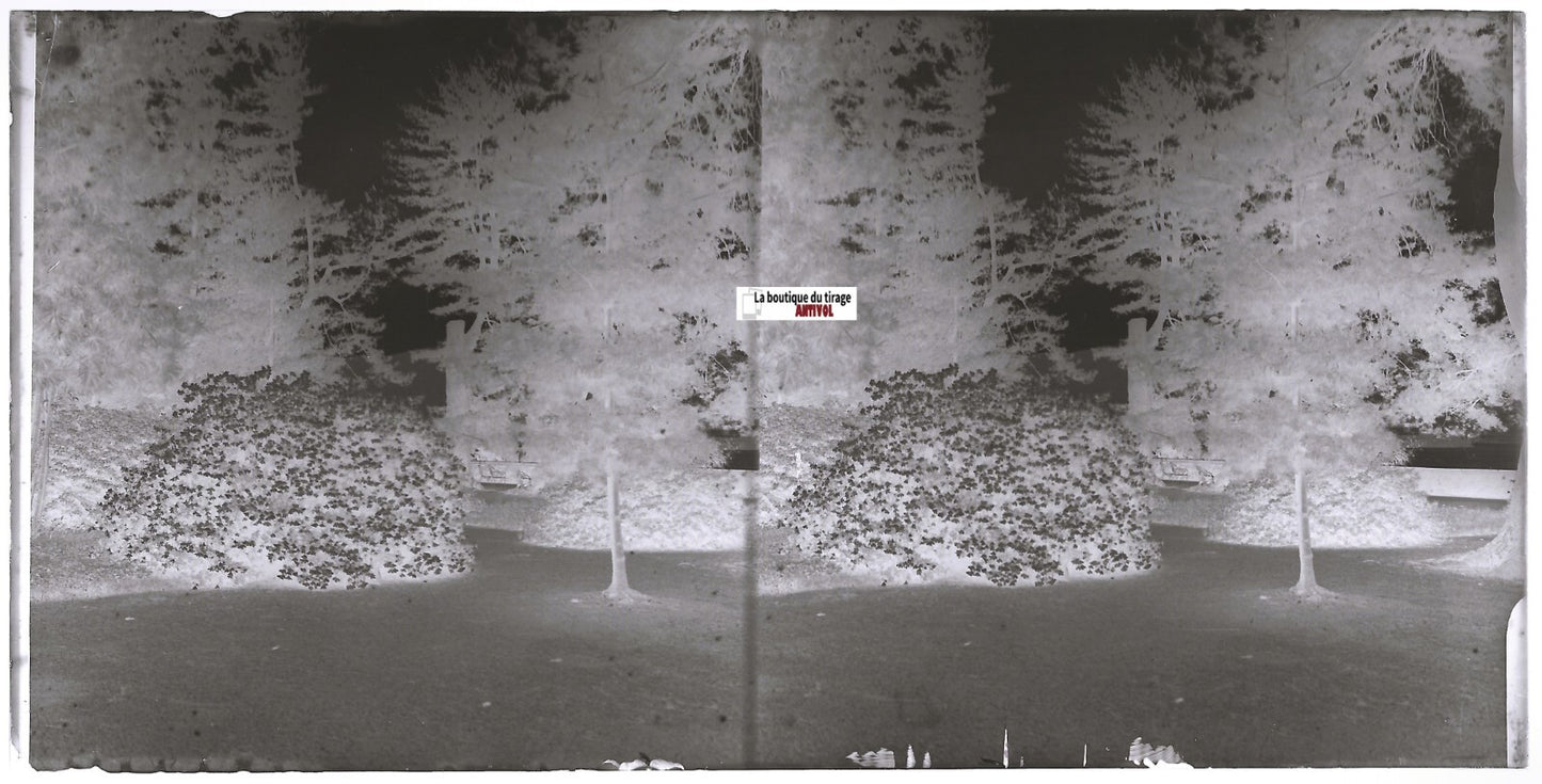Jardin, fleurs, Plaque verre photo ancienne, stéréo négatif noir & blanc 9x18 cm