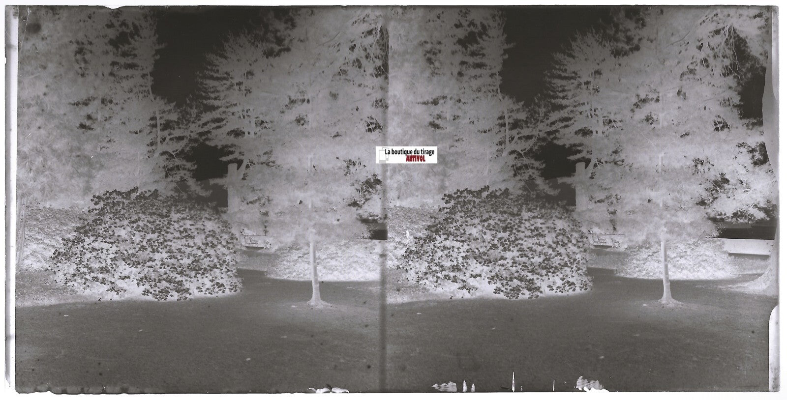 Jardin, fleurs, Plaque verre photo ancienne, stéréo négatif noir & blanc 9x18 cm