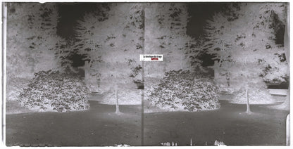 Jardin, fleurs, Plaque verre photo ancienne, stéréo négatif noir & blanc 9x18 cm